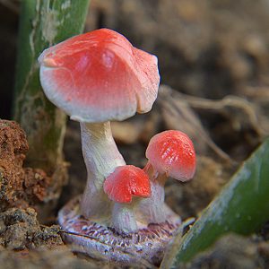 Garden Ornaments Mini Mushroom Toadstool DIY Landscape Decorations Ideal For Plant Pots